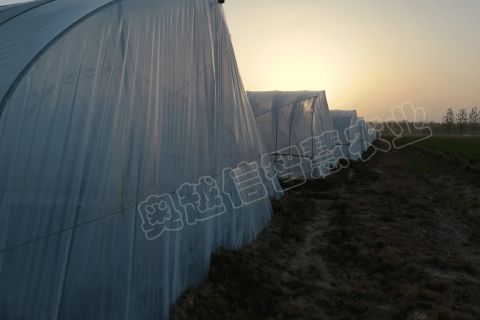 宿遷種植戶老棚升級(jí)智能棚，自動(dòng)灌溉、自動(dòng)控溫，自動(dòng)卷簾等